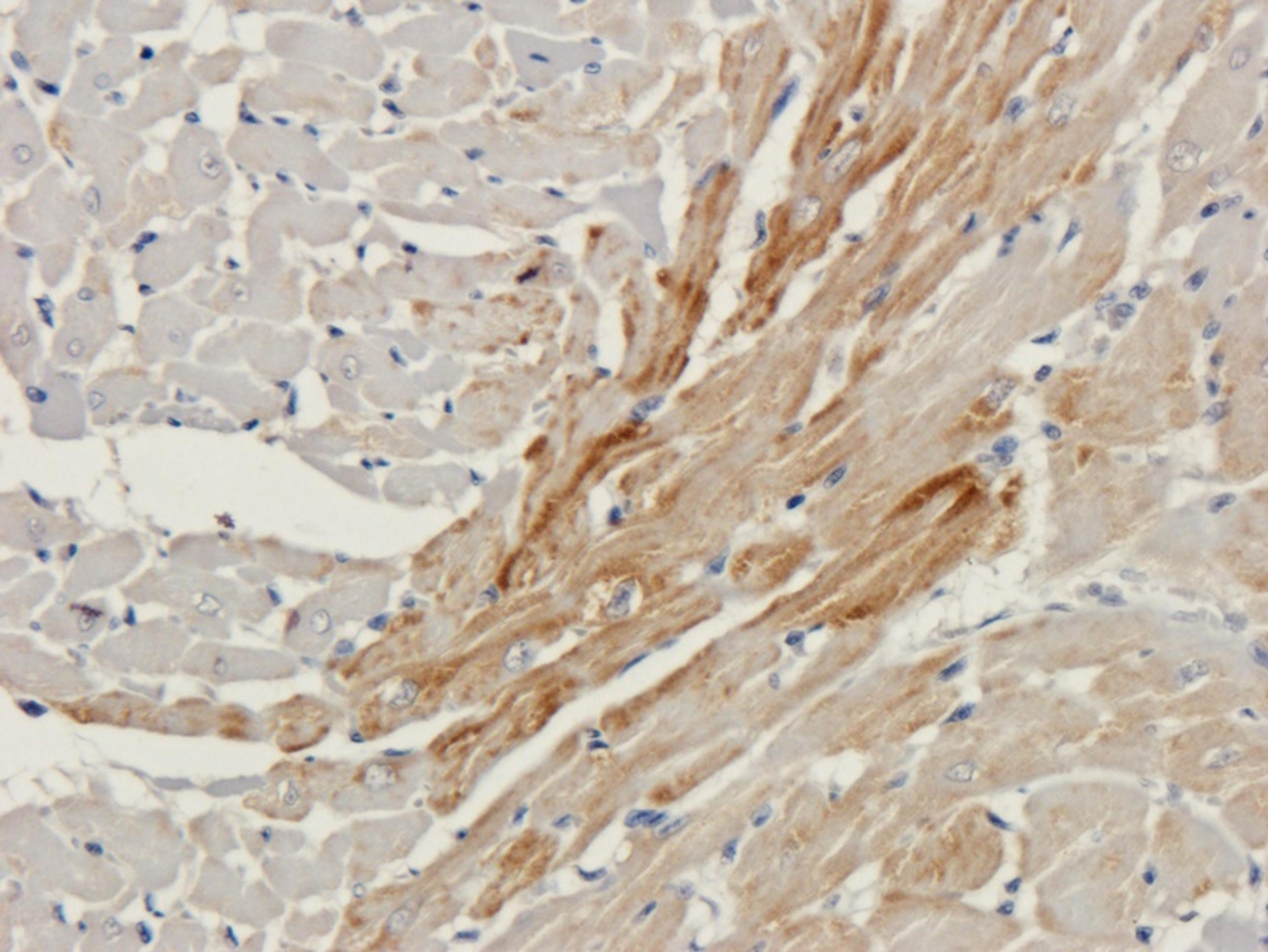 IHC-P image of rat heart tissue using anti-Connexin 40 (2.5 ug/ml)