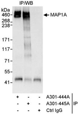 Detection of human MAP1A by western blot of immunoprecipitates.