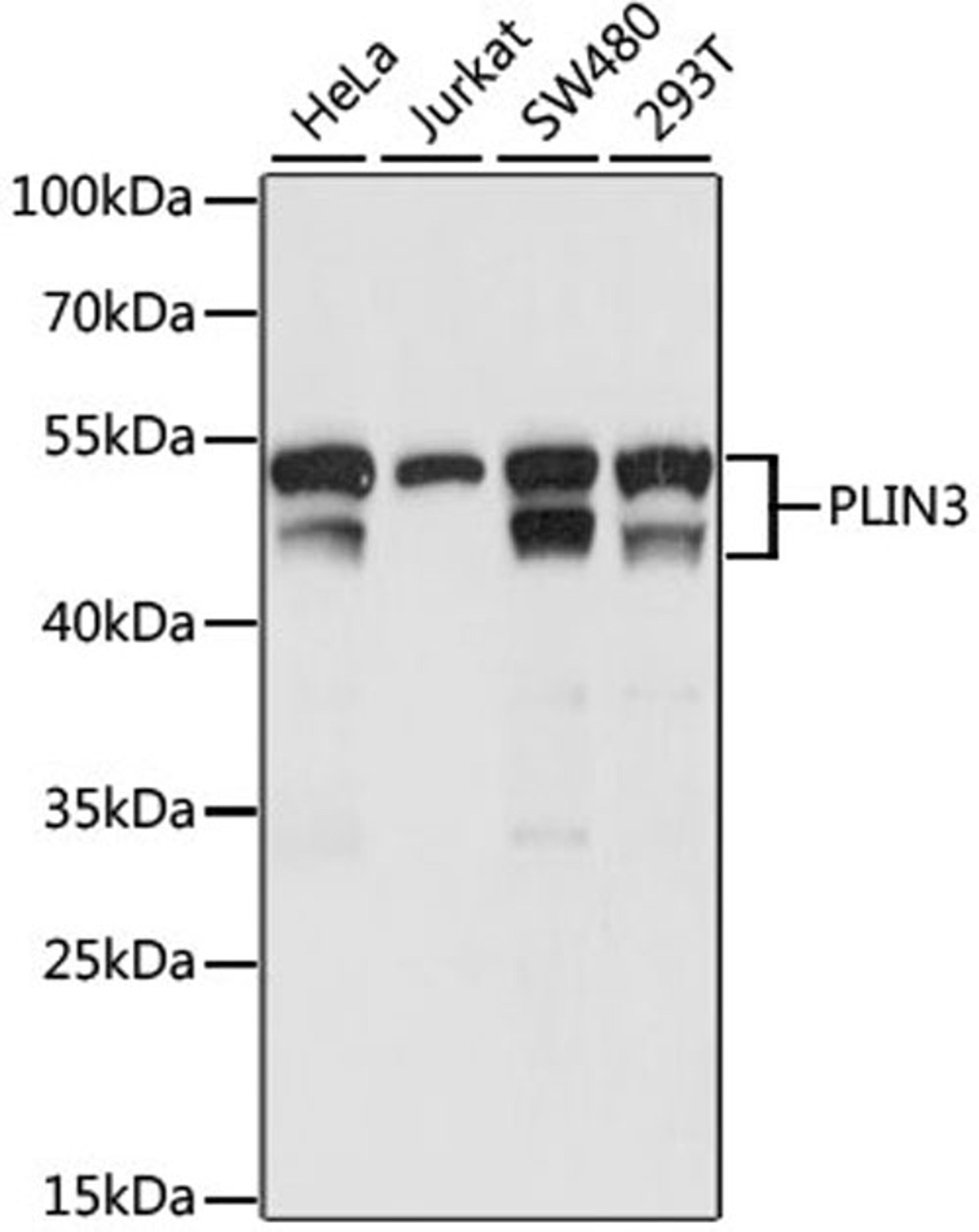 Western blot - PLIN3 antibody (A15776)