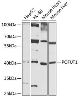 Western blot - POFUT1 antibody (A8338)