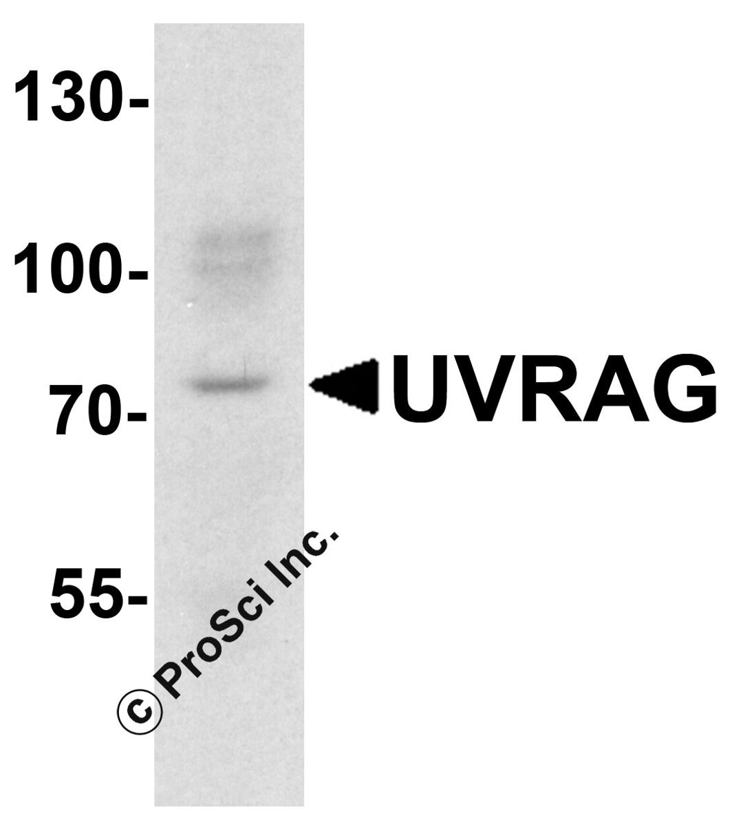 Western blot analysis of UVRAG in mouse lung tissue lysate with UVRAG antibody at 1 μg/ml.