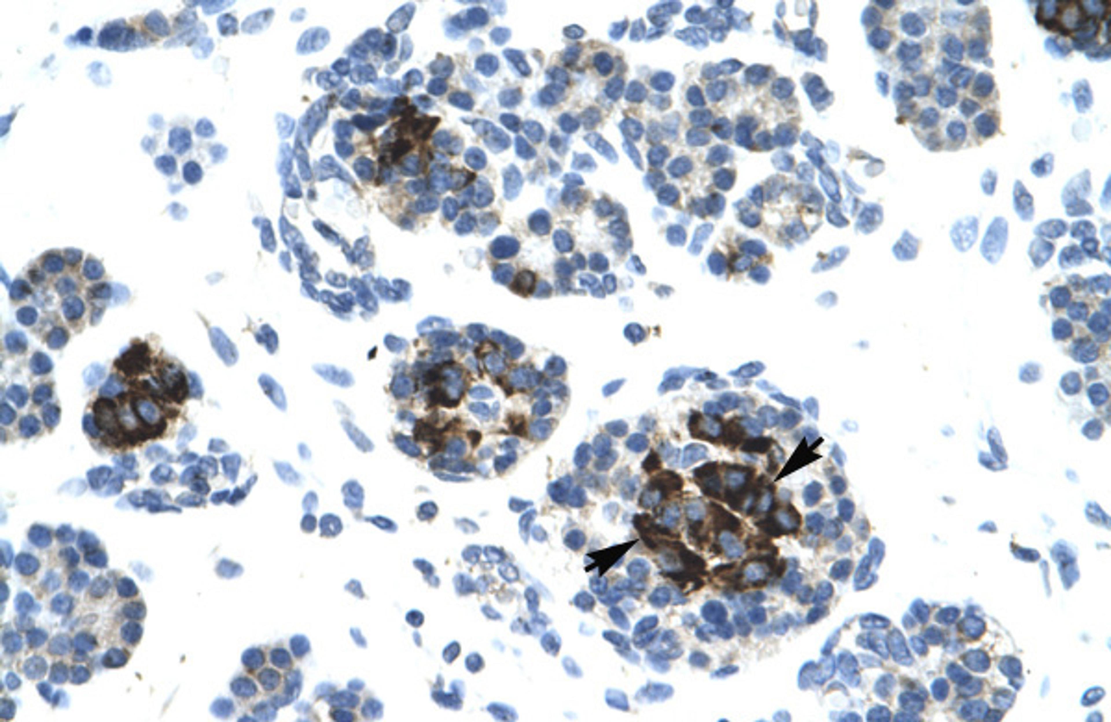 Antibody used in IHC on Human Pancreas.