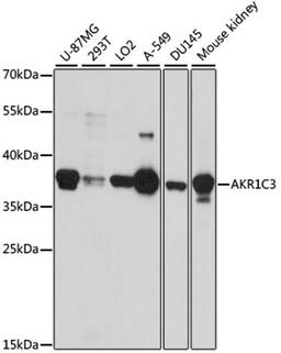 Western blot - AKR1C3 antibody (A1781)