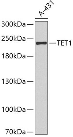 Western blot - TET1 antibody (A1506)