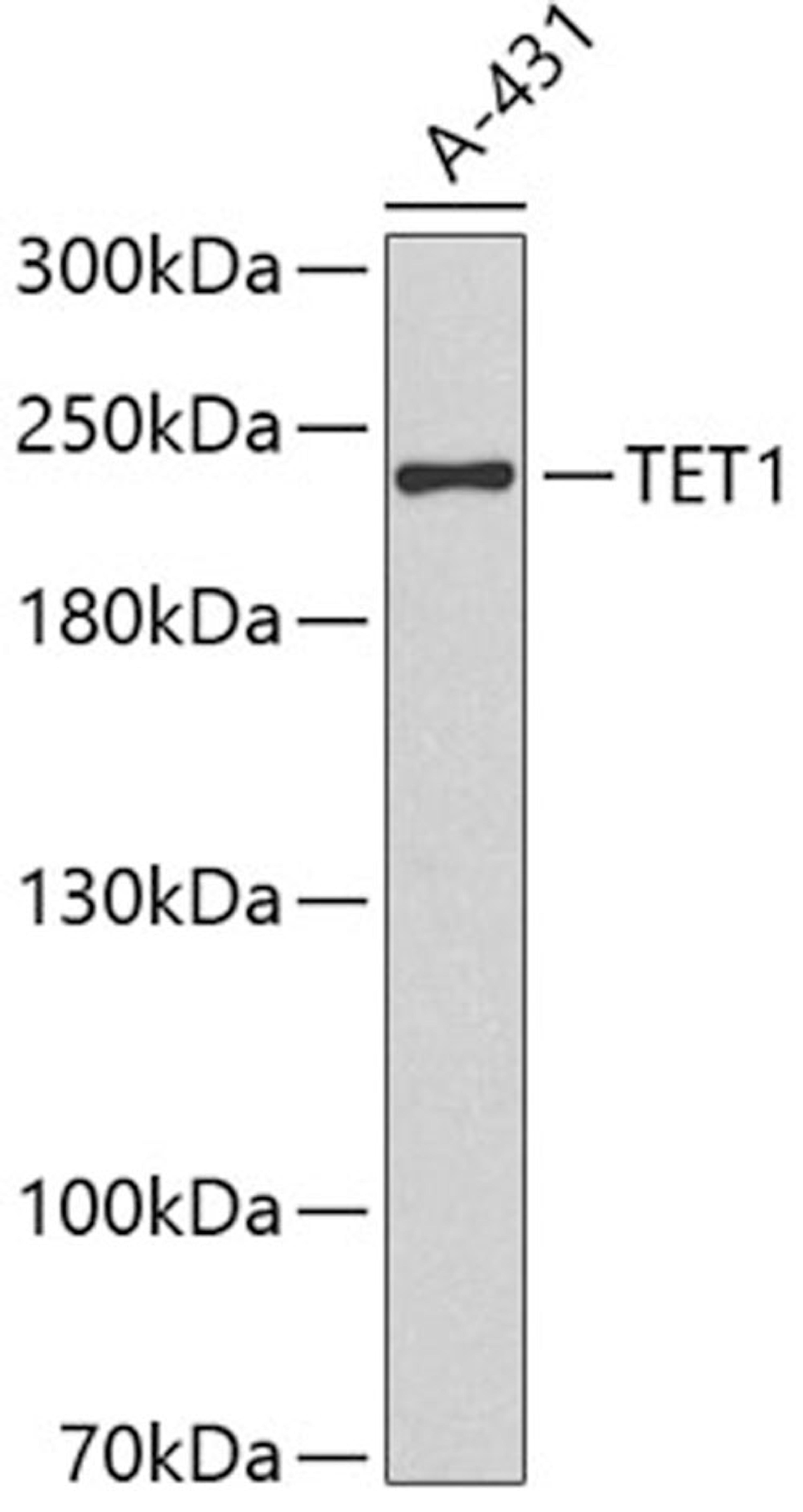 Western blot - TET1 antibody (A1506)