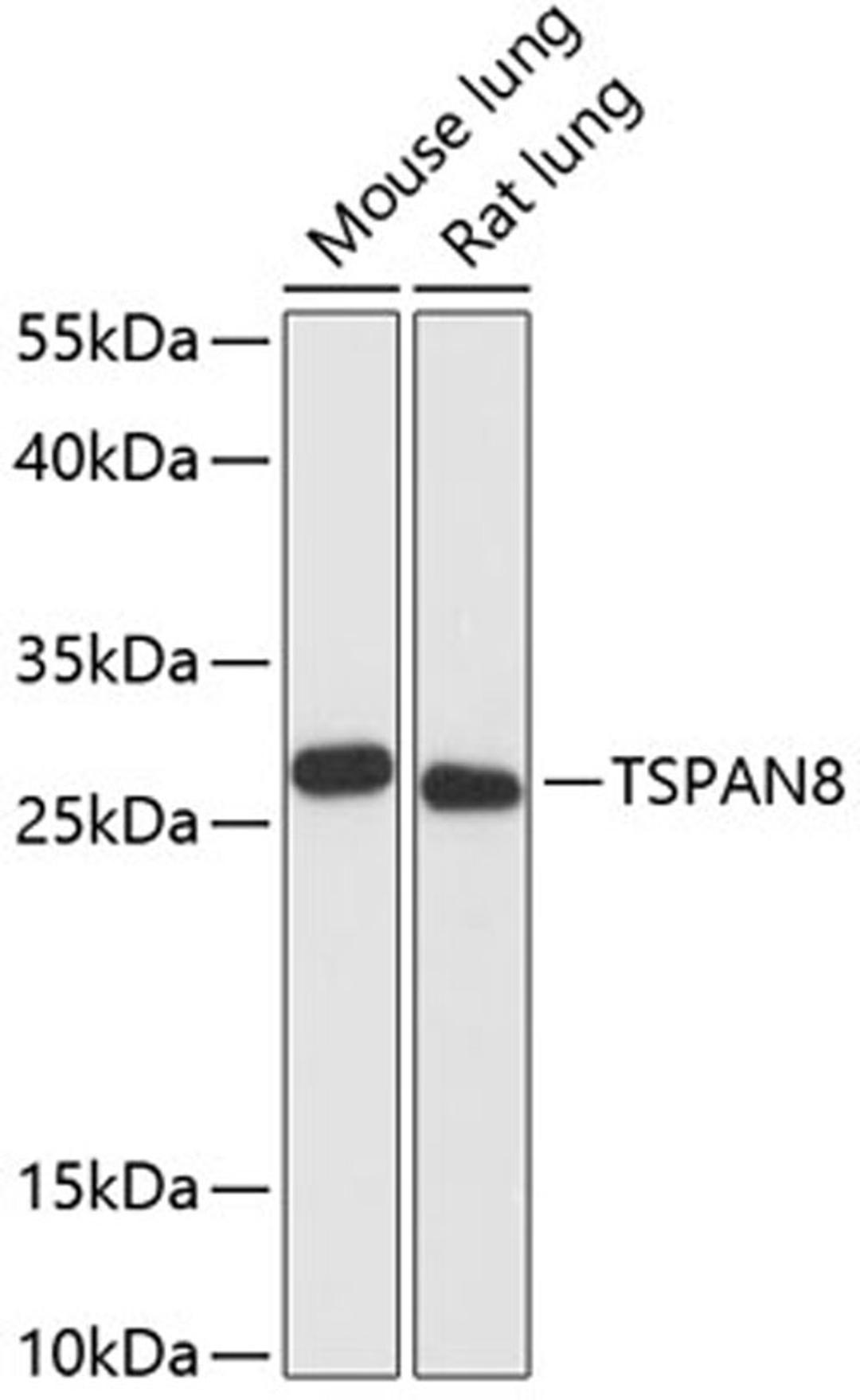 Western blot - TSPAN8 antibody (A13266)