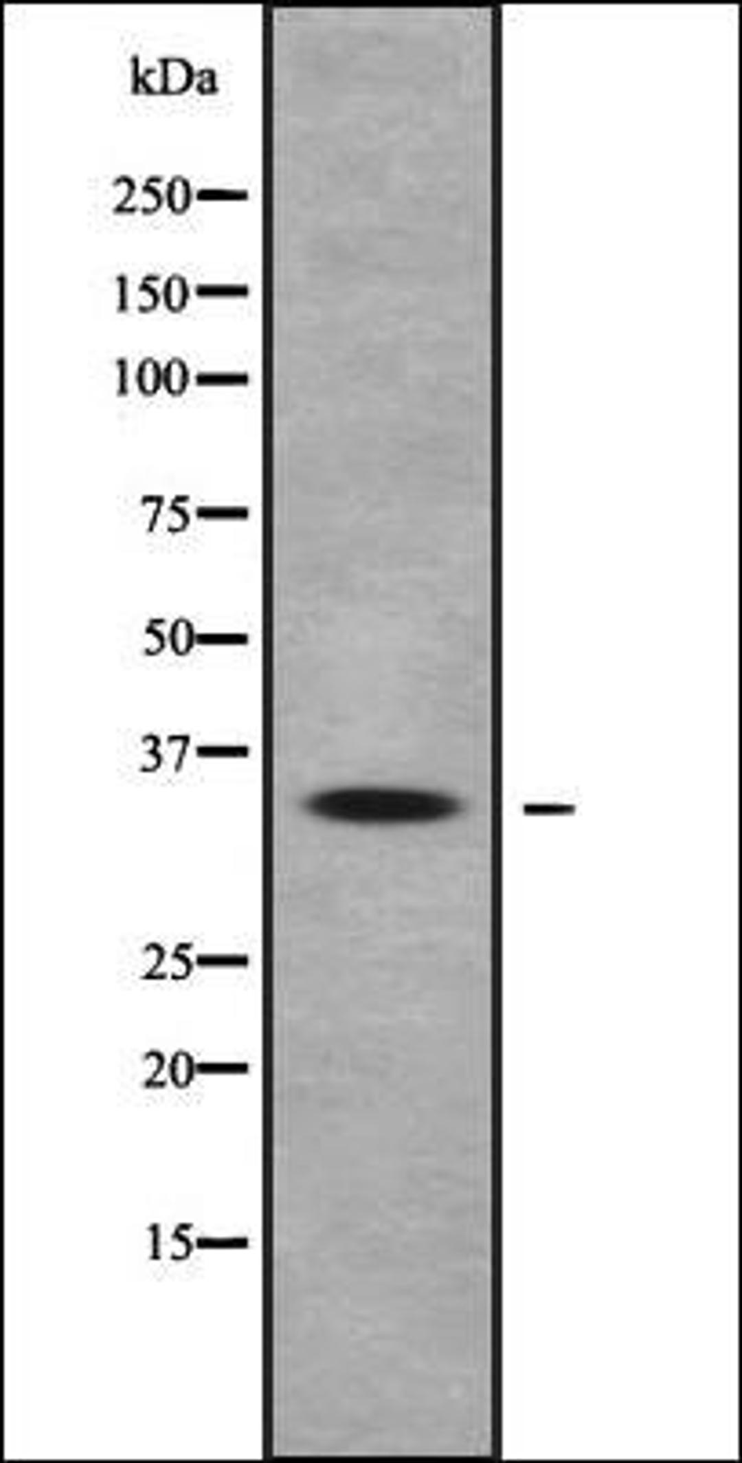 Western blot analysis of HEK293 cells using OR10Q1 antibody