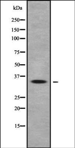 Western blot analysis of HEK293 cells using OR10Q1 antibody