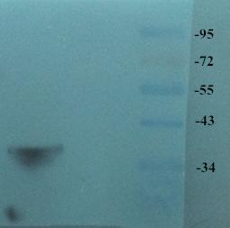 Western blot analysis of Rat liver tissue using Islet1 antibody (primary antibody dilution at 1:200-1000)