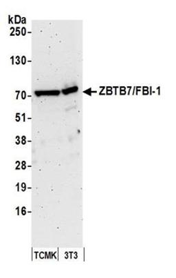 Detection of mouse ZBTB7/FBI-1 by western blot.