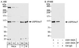 Detection of human and mouse USP5/IsoT by western blot (h&m) and immunoprecipitation (h).