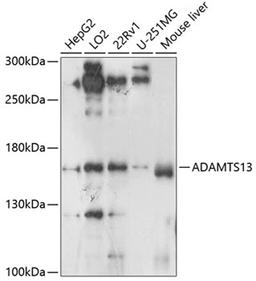 Western blot - ADAMTS13 antibody (A8482)