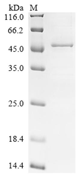 (Tris-Glycine gel) Discontinuous SDS-PAGE (reduced) with 5% enrichment gel and 15% separation gel.