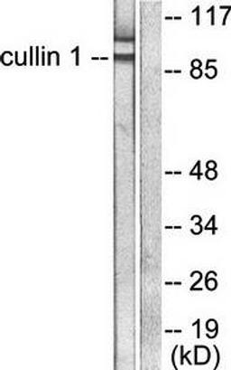 Western blot analysis of extracts from HeLa cells using Cullin 1 antibody