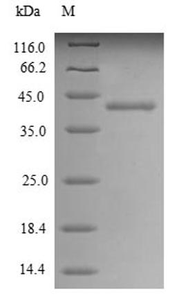 (Tris-Glycine gel) Discontinuous SDS-PAGE (reduced) with 5% enrichment gel and 15% separation gel.