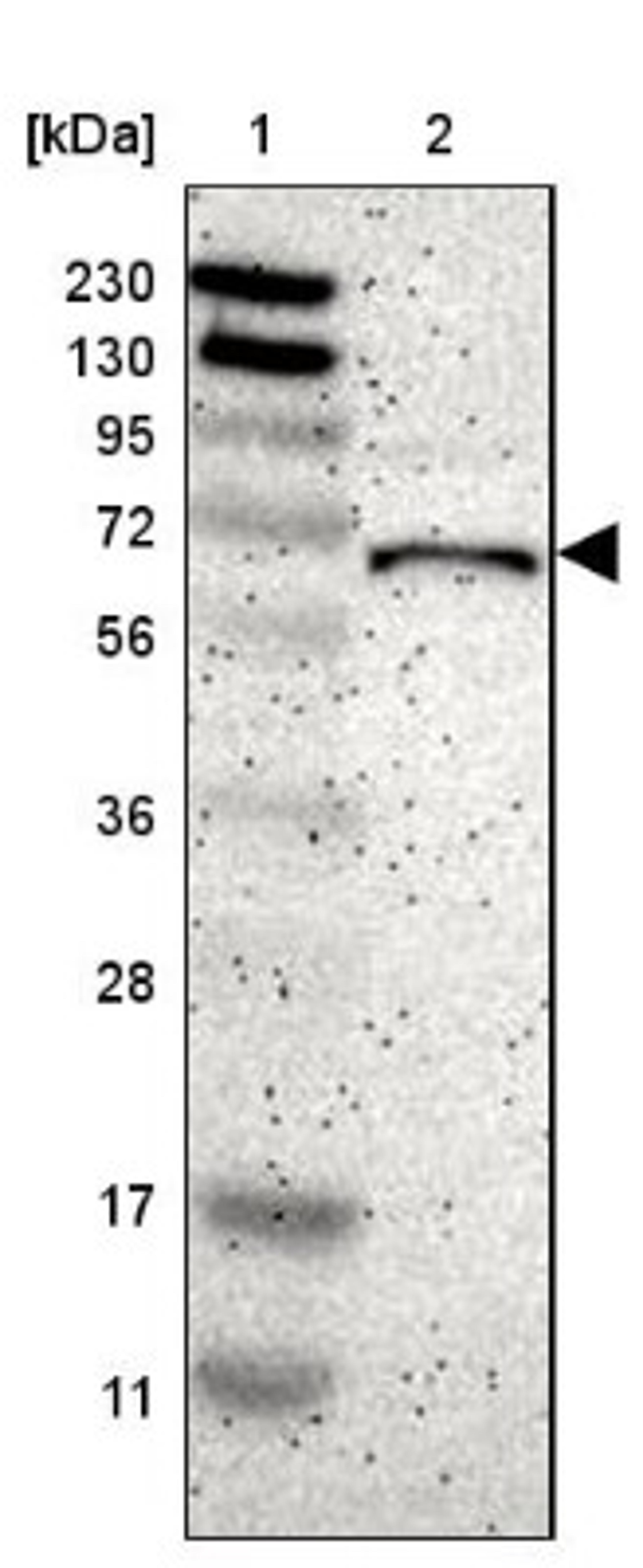 Western Blot: TBX5 Antibody [NBP1-83237] - Lane 1: Marker [kDa] 230, 130, 95, 72, 56, 36, 28, 17, 11<br/>Lane 2: Human cell line RT-4