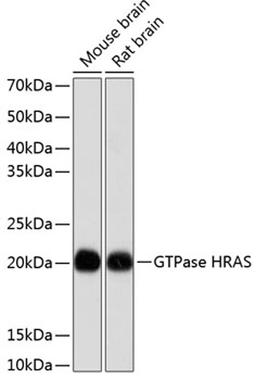 Western blot - GTPase HRAS antibody (A19619)