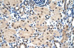 Antibody used in IHC on Human kidney.