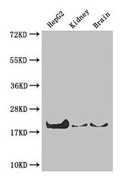 Western Blot. Positive WB detected in: HepG2 whole cell lysate, Mouse kidney tissue, Mouse brain tissue. All lanes: PPIA antibody at 4µg/ml. Secondary. Goat polyclonal to rabbit IgG at 1/50000 dilution. Predicted band size: 19, 12 kDa. Observed band size: 19 kDa