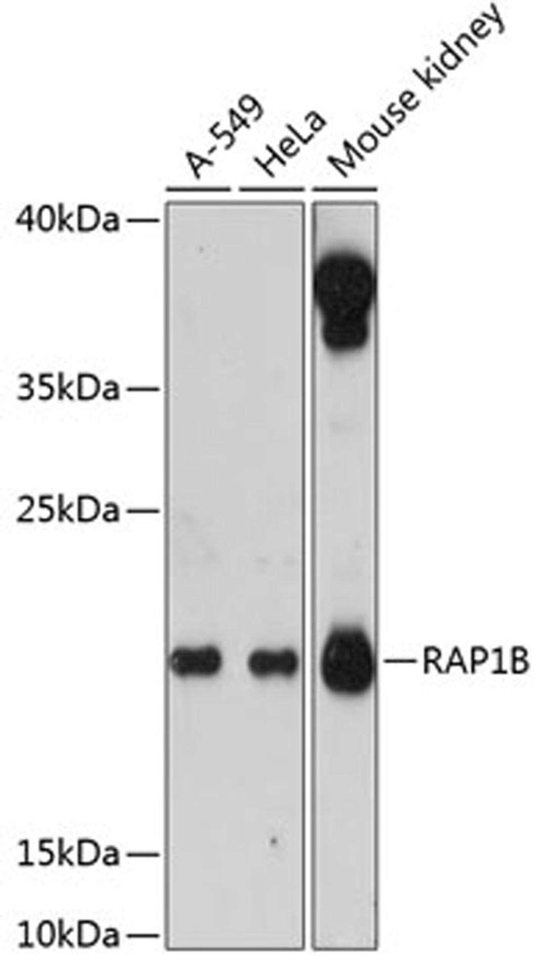 Western blot - RAP1B antibody (A12925)