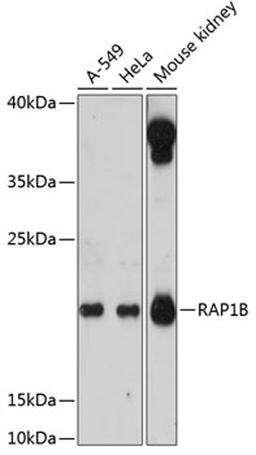 Western blot - RAP1B antibody (A12925)