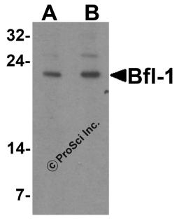 Western blot analysis of Bfl-1 in human kidney tissue lysate with Bfl-1 antibody at (A) 1 and (B) 2 &#956;g/mL.