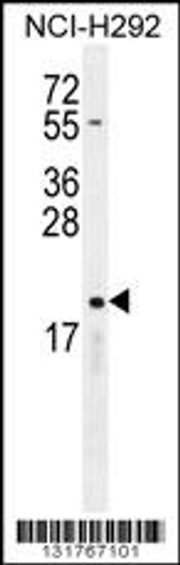 Western blot analysis in NCI-H292 cell line lysates (35ug/lane).