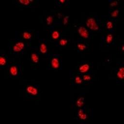 Immunofluorescent analysis of A549 cells using HLX antibody