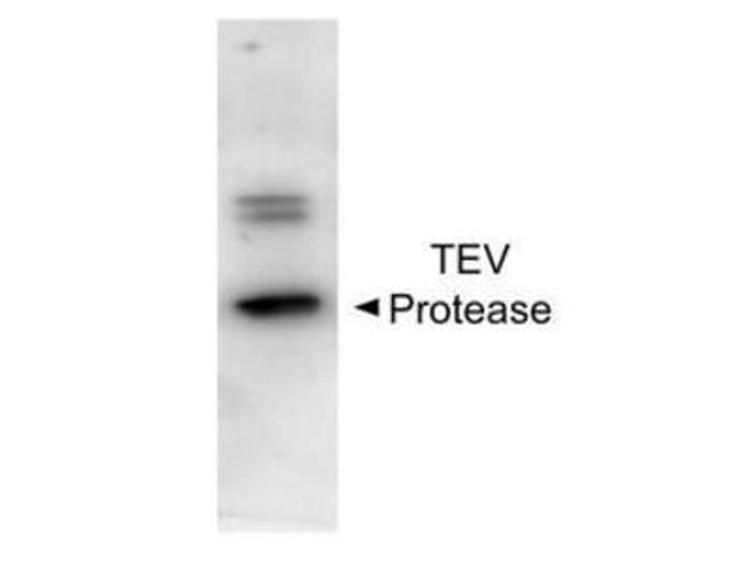 Western Blot: TEV Protease Antibody [NBP1-97669] - E.coli lysate containing recombinant TEV protease, NBP1-97669 used at 1:1000 dilution.