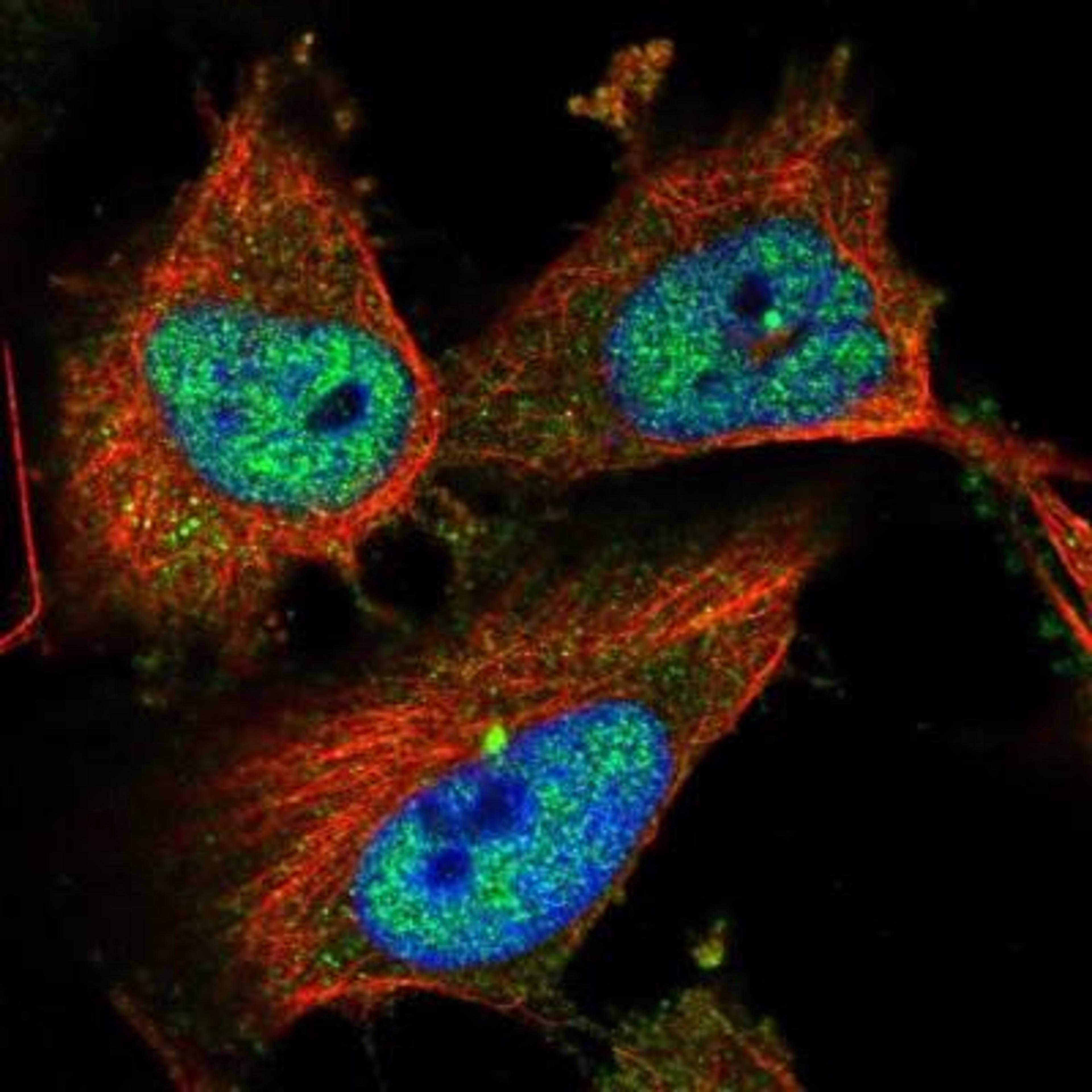 Immunofluorescence: CLDND1 Antibody [NBP1-86789] - Immunofluorescent staining of human cell line U-251MG shows positivity in nucleus but not nucleoli & centrosome.