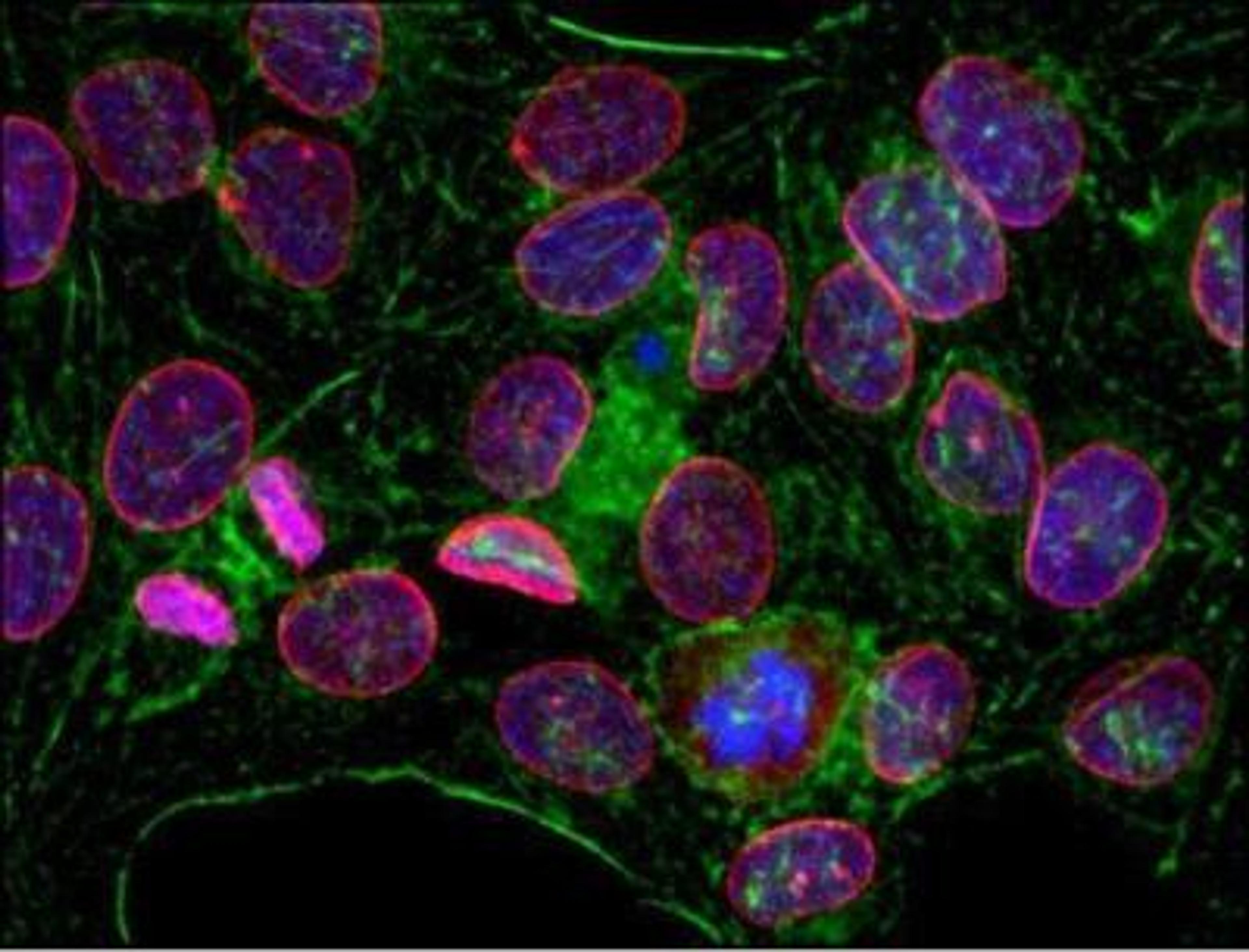 Immunocytochemistry: Lamin C Antibody (EM-11) [NBP1-50051] - Staining of lamin C (red) in HeLa cells by monoclonal antibody EM-11. Actin decorated by phalloidin-Alexa Fluor(R) 488 (green), DNA stained by DAPI (blue).