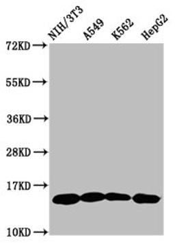 Western Blot. Positive WB detected in: NIH/3T3 whole cell lysate, A549 whole cell lysate, K562 whole cell lysate, HepG2 whole cell lysate. All lanes: HIST1H2AG antibody at 1µg/ml. Secondary. Goat polyclonal to rabbit IgG at 1/50000 dilution. Predicted band size: 15 kDa. Observed band size: 15 kDa