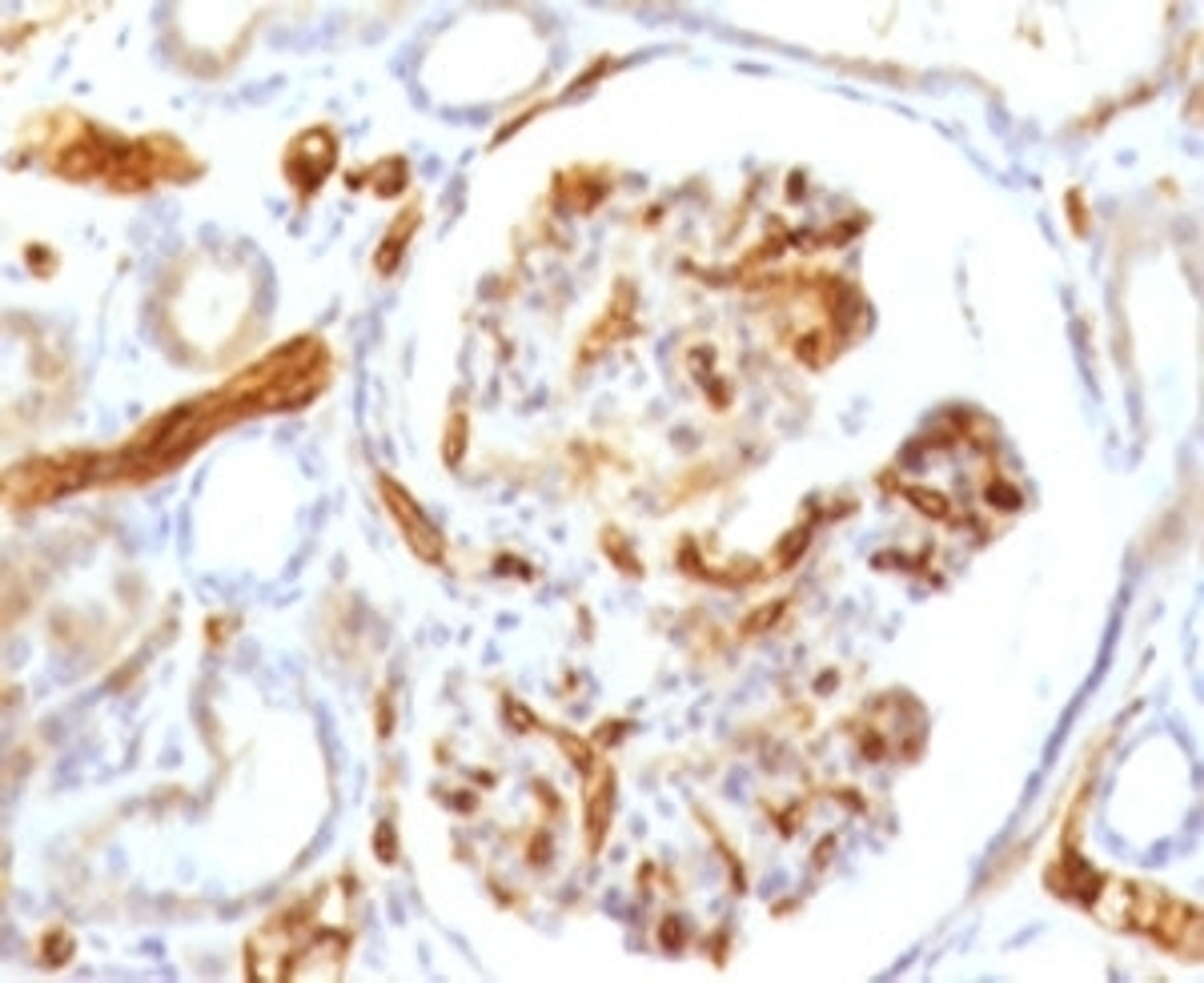 IHC testing of FFPE human kidney with Adiponectin antibody (clone ADPQ-1).