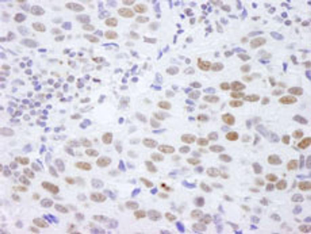 Detection of human Histone H4 by immunohistochemistry.