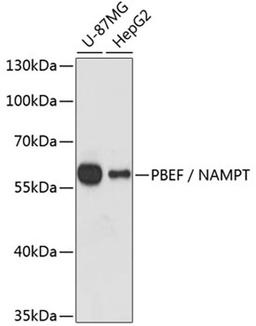 Western blot - PBEF / NAMPT antibody (A0256)