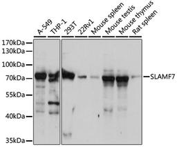 Western blot - SLAMF7 antibody (A5782)