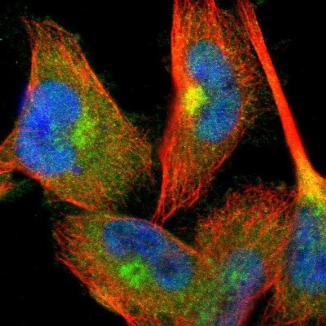 Immunocytochemistry/Immunofluorescence: CREM Antibody [NBP1-81760] - Staining of human cell line U-251MG shows positivity in nucleus but not nucleoli, plasma membrane, cytoplasm & golgi apparatus.