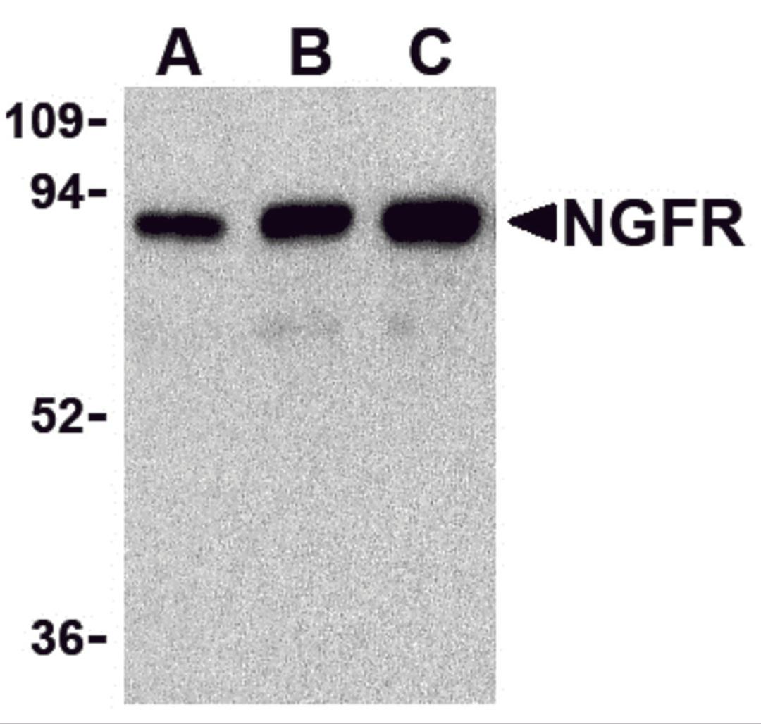 Western blot analysis of (A) 25 ng, (B) 50 ng, and (C) 100 ng of purified recombinant NGFR with NGFR antibody at 1 &#956;g/mL.