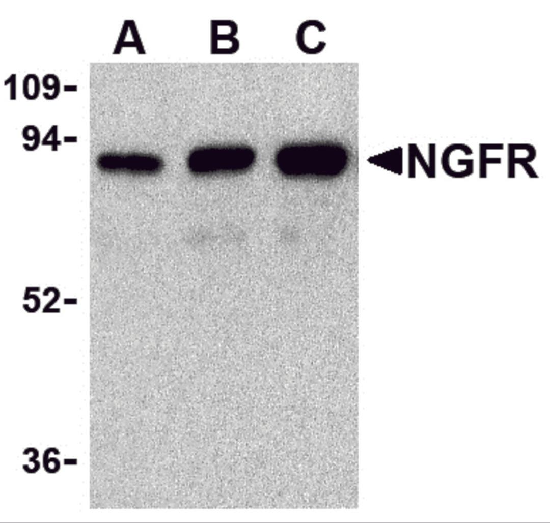 Western blot analysis of (A) 25 ng, (B) 50 ng, and (C) 100 ng of purified recombinant NGFR with NGFR antibody at 1 μg/mL.