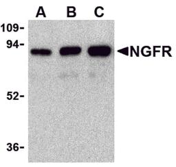 Western blot analysis of (A) 25 ng, (B) 50 ng, and (C) 100 ng of purified recombinant NGFR with NGFR antibody at 1 μg/mL.