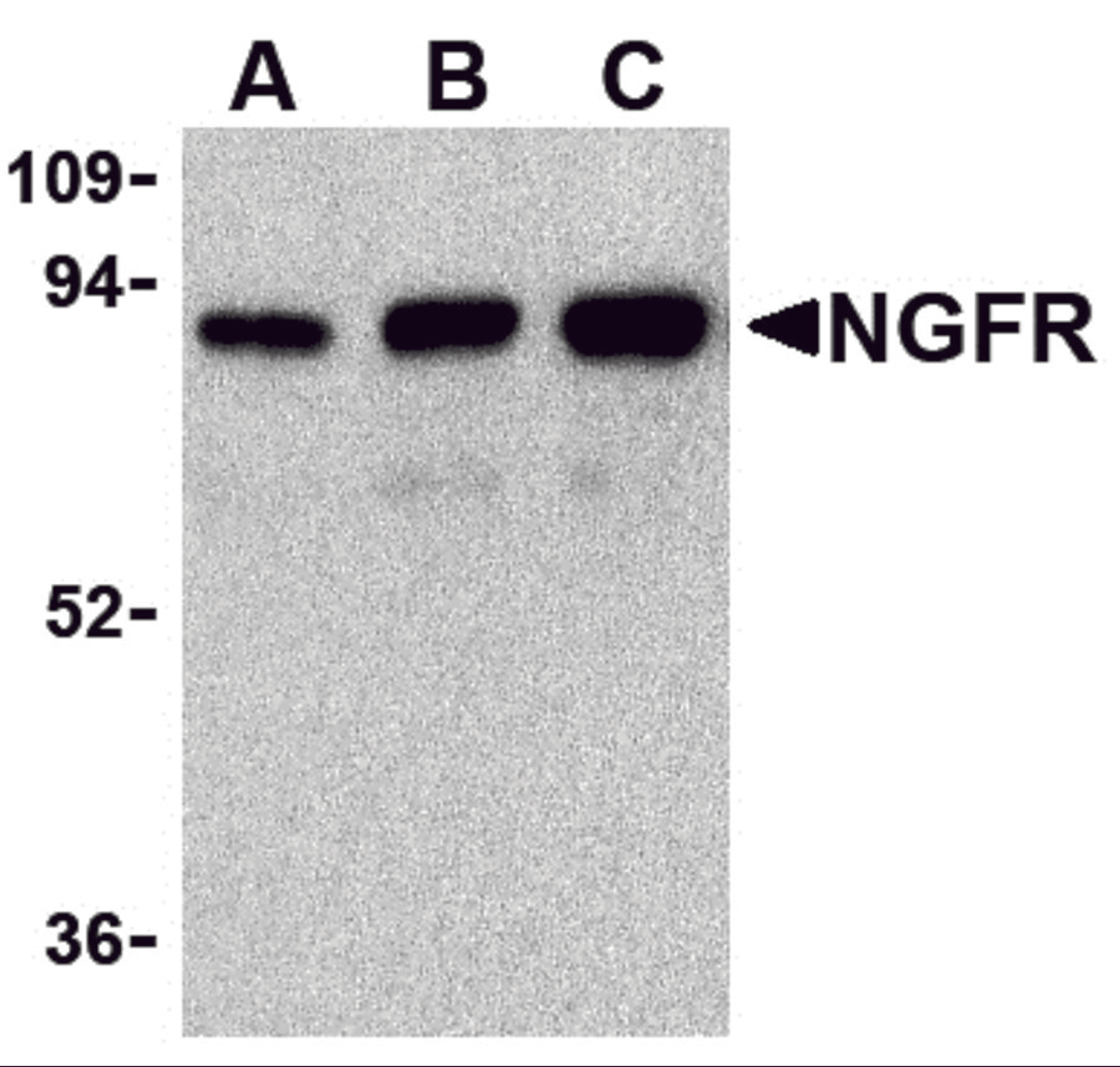 Western blot analysis of (A) 25 ng, (B) 50 ng, and (C) 100 ng of purified recombinant NGFR with NGFR antibody at 1 μg/mL.