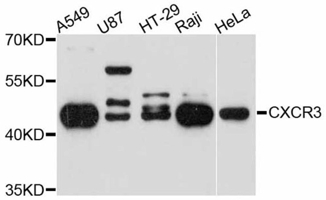 Western blot - CXCR3 antibody (A2939)