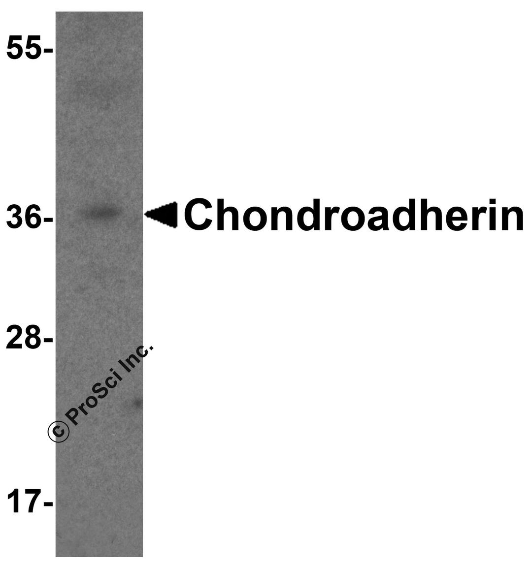 Western blot analysis of Chondroadherin in 3T3 cell lysate with Chondroadherin antibody at 1 μg/ml.