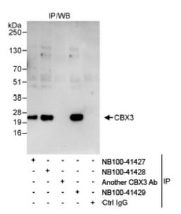 Immunoprecipitation: CBX3 Antibody [NB100-41429] - Detection of Human CBX3 by Western Blot of  Immunoprecipitates. Samples:  Whole cell lysate (1 mg for IP,  20% of IP loaded) from HeLa cells. Antibodies:  Affinity purified  rabbit anti-CBX3 antibody NB100-41429 used for IP at 3 mcg/mg  lysate. CBX3 was also immunoprecipitated by rabbit anti-CBX3  antibodies NB100-41427 and NB100-41428, which recognize  upstream epitopes. Detection:  Chemiluminescence with an exposure time of 30  seconds.