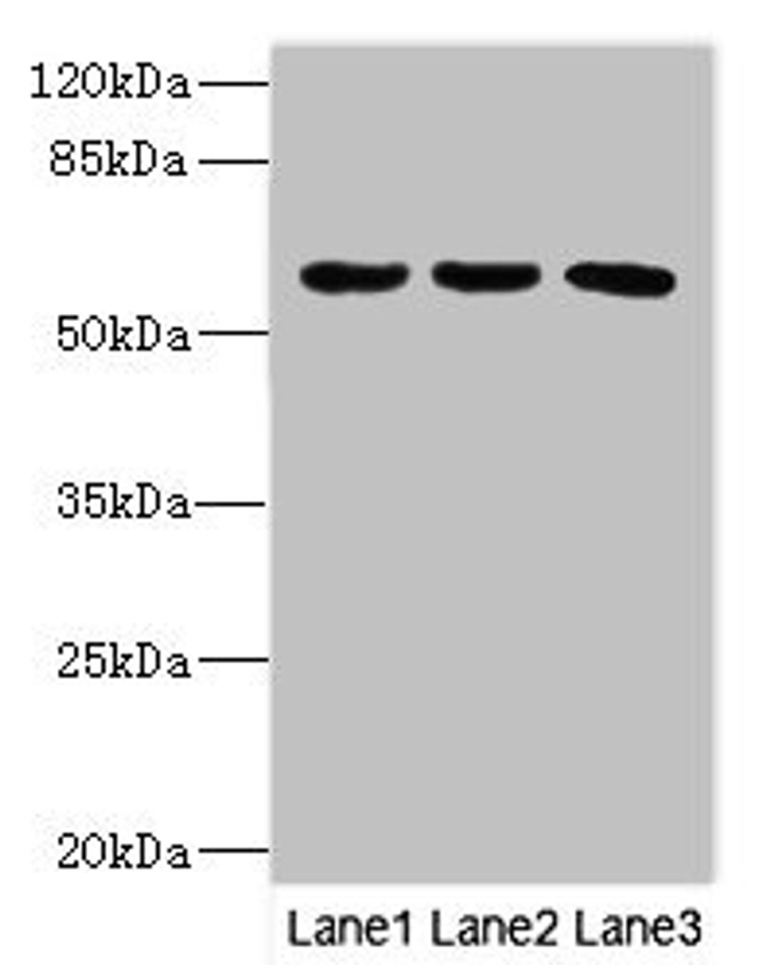 Western blot. All lanes: PIK3R3 antibody at 3.5ug/ml. Lane 1: MCF-7 whole cell lysate. Lane 2: Jurkat whole cell lysate. Lane 3: Mouse gonadal tissue. Secondary. Goat polyclonal to rabbit IgG at 1/10000 dilution. Predicted band size: 55, 48, 44 kDa. Observed band size: 55 kDa. 