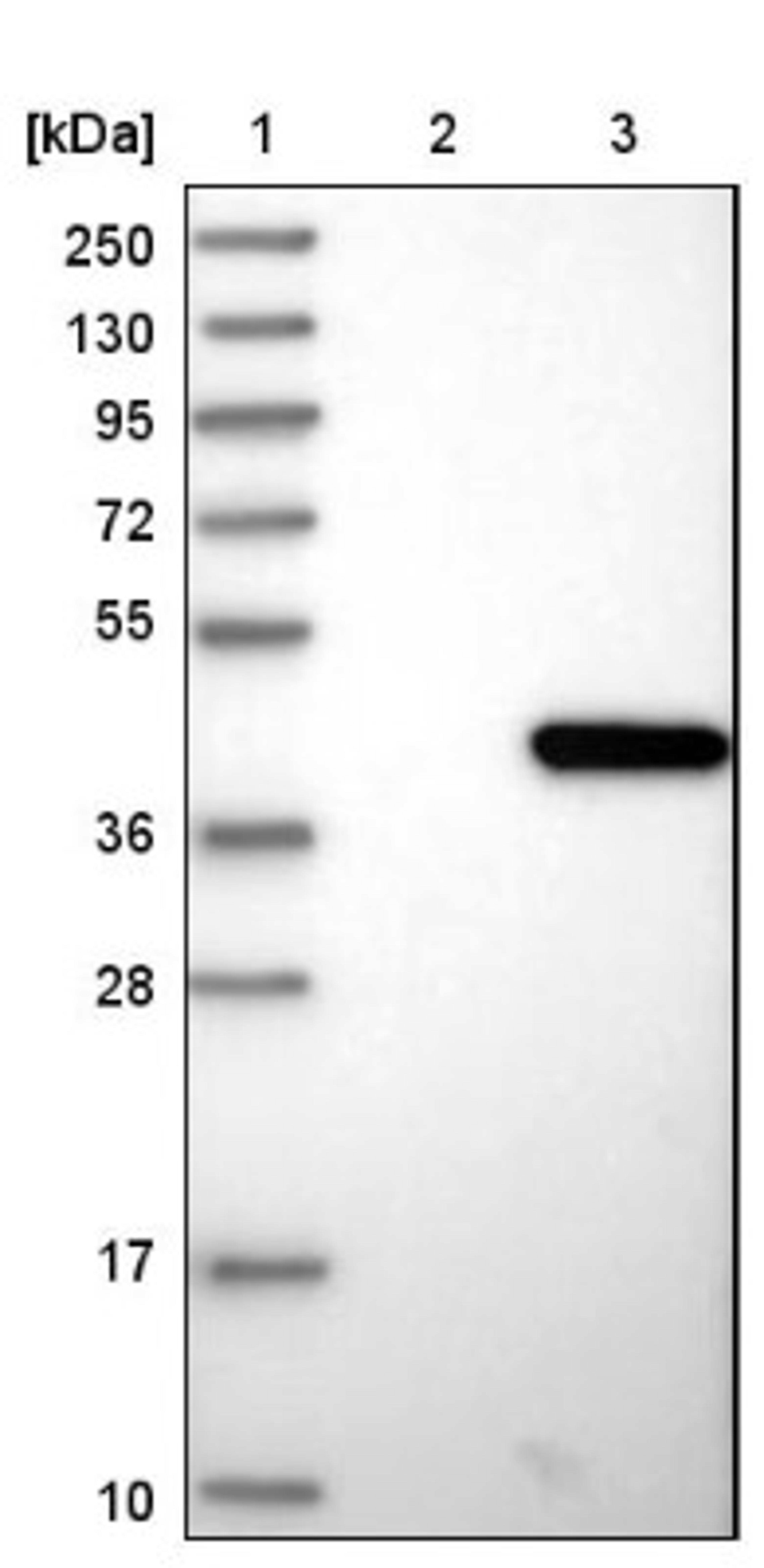 Western Blot: N myc interactor Antibody [NBP1-90374] - Lane 1: Marker [kDa] 250, 130, 95, 72, 55, 36, 28, 17, 10<br/>Lane 2: Negative control (vector only transfected HEK293T lysate)<br/>Lane 3: Over-expression lysate (Co-expressed with a C-terminal myc-DDK tag (~3.1 kDa) in mammalian HEK293T cells, LY417813)