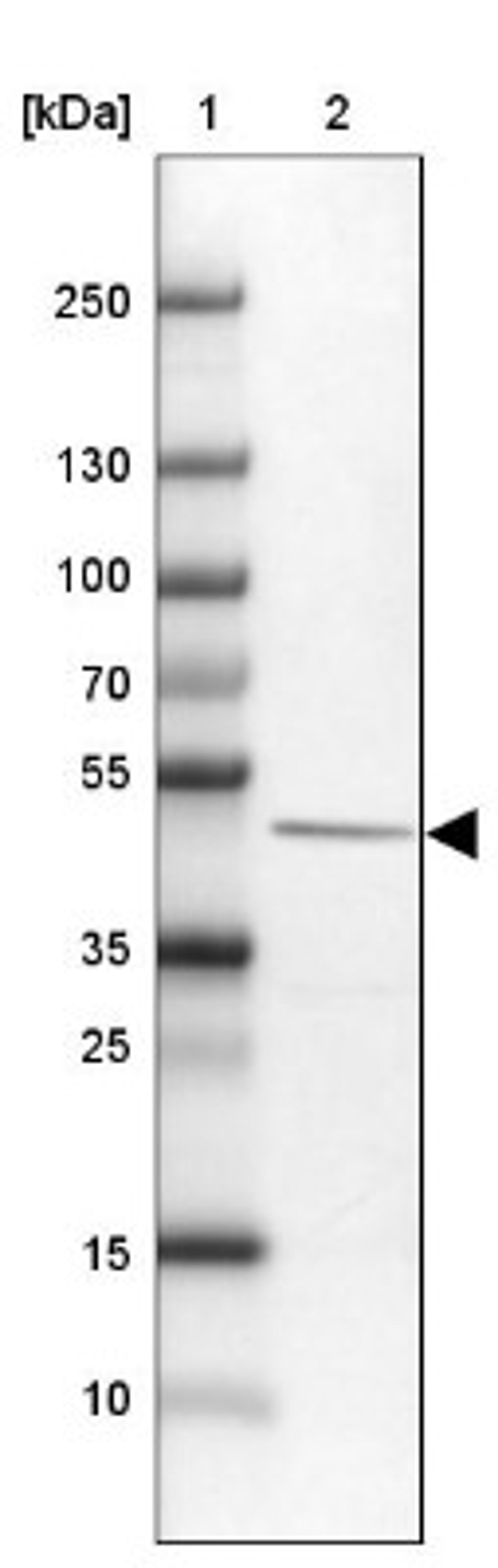 Western Blot: astacin-like metalloendopeptidase Antibody [NBP1-90683] - Lane 1: Marker [kDa] 250, 130, 100, 70, 55, 35, 25, 15, 10<br/>Lane 2: U-251 MG