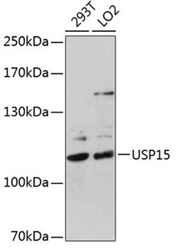 Western blot - USP15 antibody (A6786)