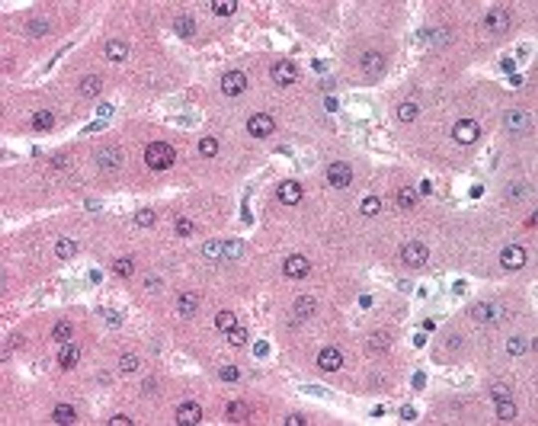 Immunohistochemistry staining of LIME1 in liver tissue using LIME1 monoclonal Antibody.