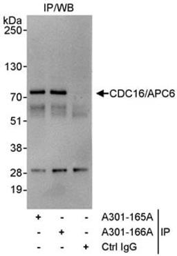 Detection of human CDC16/APC6 by western blot of immunoprecipitates.